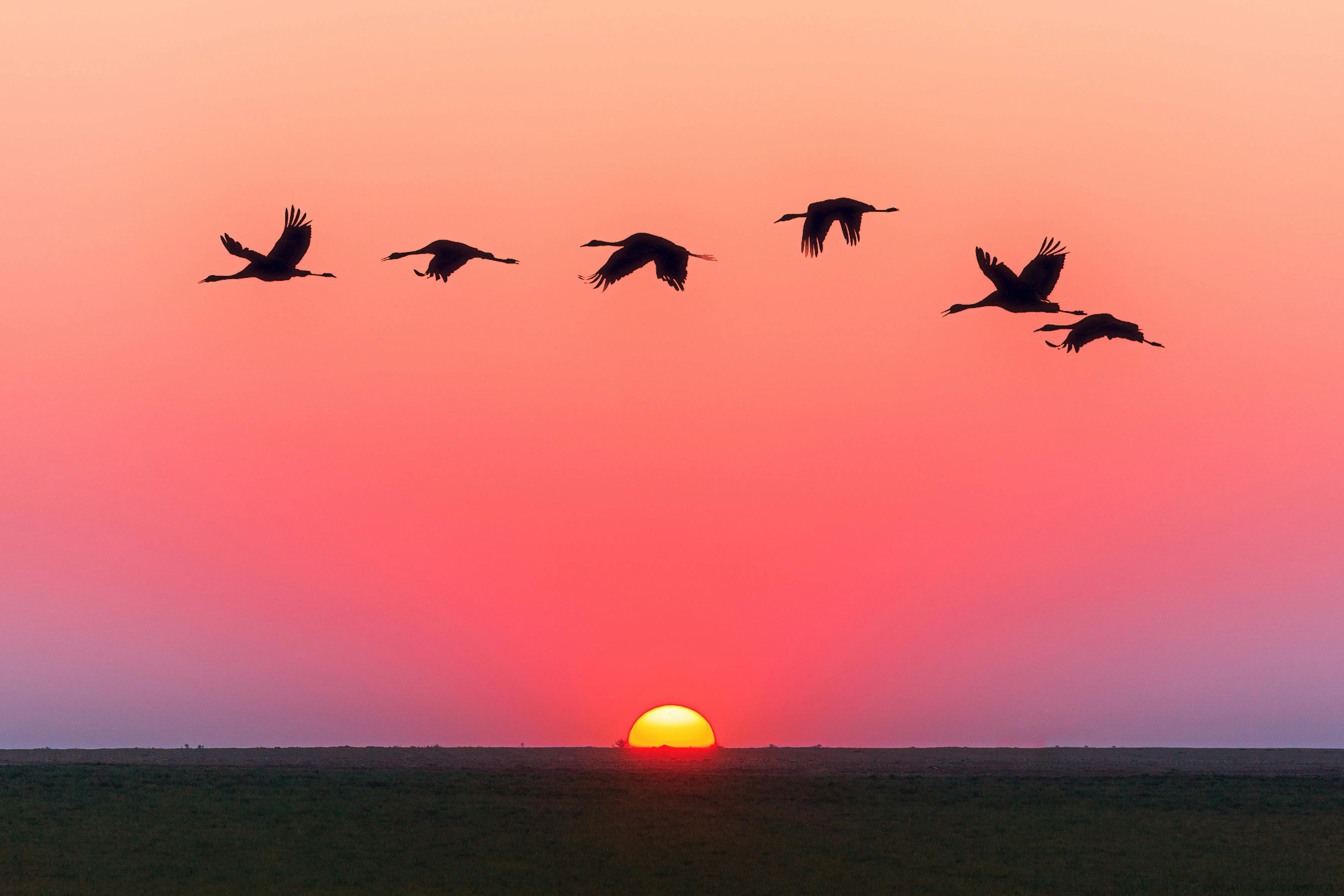 A serene image of birds in flight silhouetted against a vivid sunset with a clear horizon.