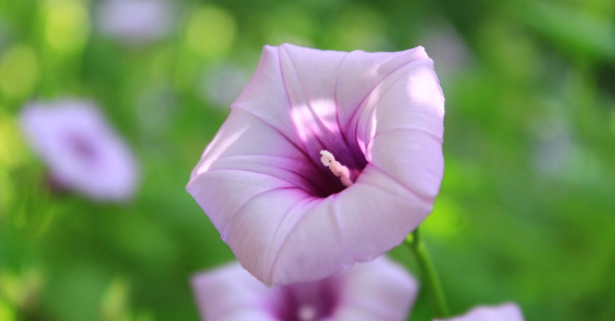 希望を育む Delicate purple morning glory flower blooming in a lush green setting.