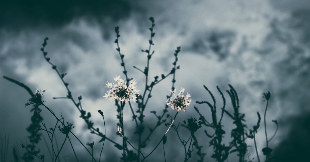 Silhouetted flowers beneath a dramatic cloudy sky create a moody atmosphere.